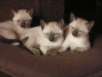 3chatons 6 