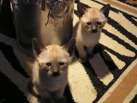 chatons02 2011 1